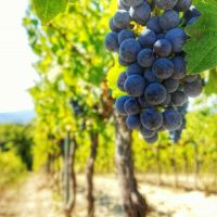 Weinfest